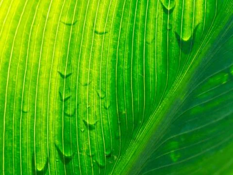 Close up view sunshine green leaf Stock Photos