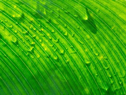 Close up view sunshine green leaf Stock Photos