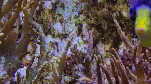 Close view of a surgeon fish beside a shrimp Stock Footage 296555344