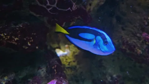 Close view of surgeon fish Stock Footage 253067921