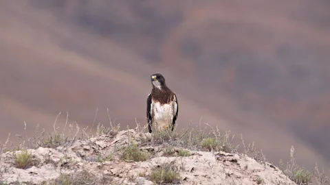 Close up view of a Swainson's Hawk on a hill while moving in a vehicle Stock Footage 340845896