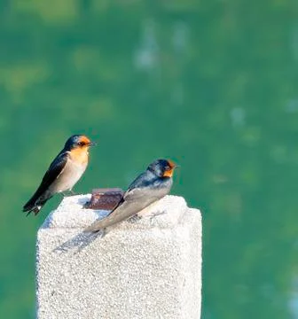 The close view of swallow resting on column Foto stock