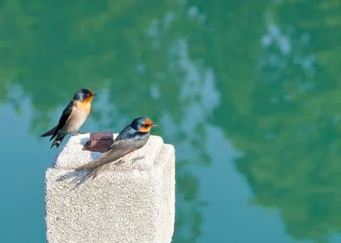 The close view of swallow resting on column Stock Photos