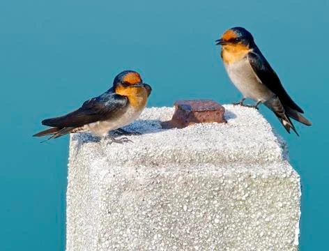 The close view of swallow resting on column Foto stock