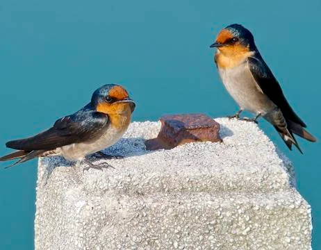The close view of swallow resting on column Foto stock