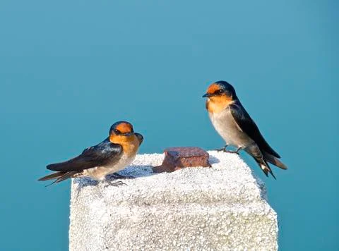 The close view of swallow resting on column Stock Photos