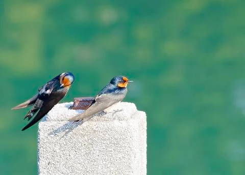 The close view of swallow resting on column Stock Photos