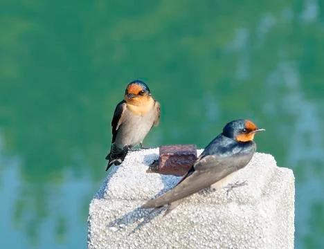 The close view of swallow resting on column Stock Photos