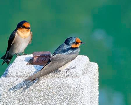 The close view of swallow resting on column Stock Photos