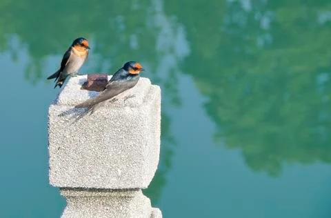 The close view of swallow resting on column Foto stock