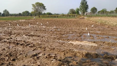 Close up view of swan bird in the field. Stock Footage 143719503