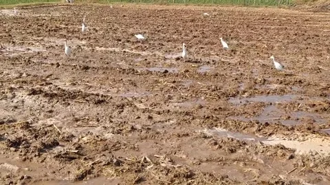 Close up view of swan bird in the field. Stock Footage 143719571