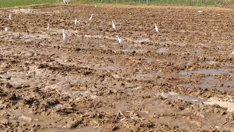 Close up view of swan bird in the field. Stock Footage 143719631