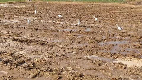 Close up view of swan bird in the field. Stock Footage 143719636