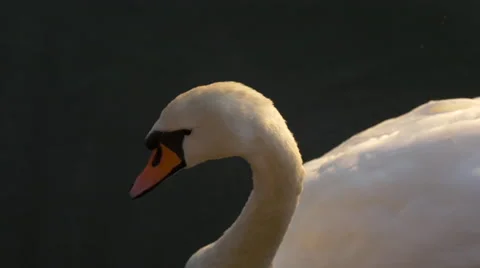 Close up view of a swan in Prague Stock Footage 56246677