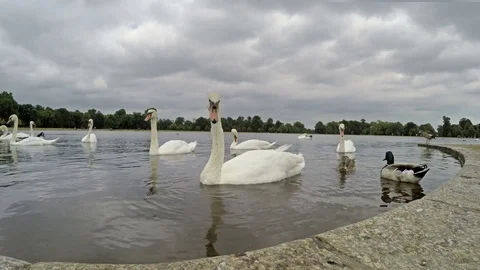 Close up view of swans swimming in a pond in Hyde Park in London, UK Vídeo Stock 80065518