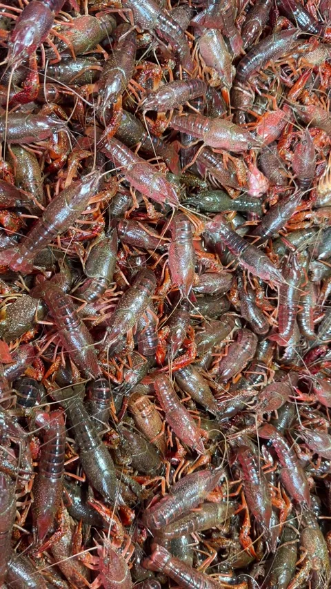 Close-up view of a swarm of live crawfish crawling. Stock Footage 336982597