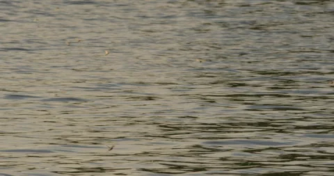 Close up view of swarm of long-tailed mayflies fly above Tisza river in June Stock-Footage 263062057