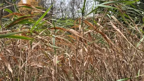 Close-up view of swaying grass in autumn, camera pans through vibrant foliage Stock Footage 322522965