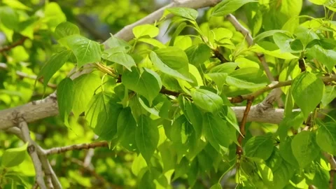 Close-Up View On Swaying Leaves Stock Footage 154165454