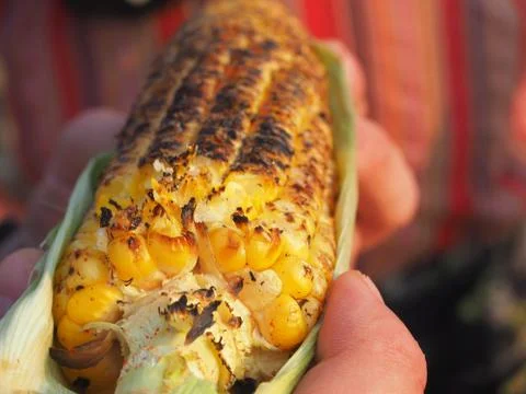 Close-up view of sweet corn baked on coals and sprinkled with spices. Stock Photos