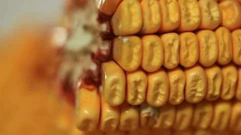 Close-up view of sweet corn cob kernels. season Grain background Top Stock Footage 336581497