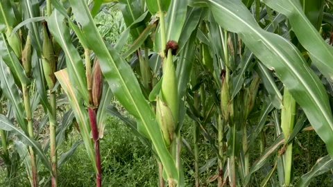 A Close up view of a Sweet corn or Maize plant in Karnataka,, India. Stock Footage 163938688