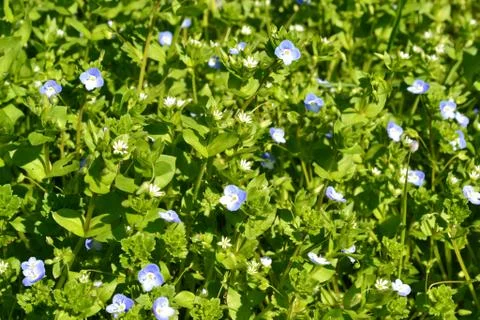 Close-up view to the sweet spring violet flowering meadow in a sunny day. Stock Photos