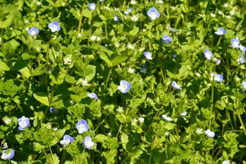 Close-up view to the sweet spring violet flowering meadow in a sunny day. Stock Photos