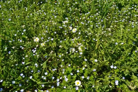 Close-up view to the sweet spring violet flowering meadow in a sunny day. Foto stock