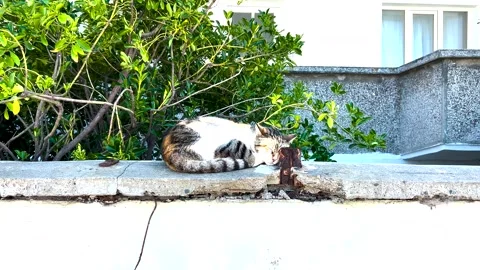 Close up view of a sweet stray cat Stock Footage 310174909