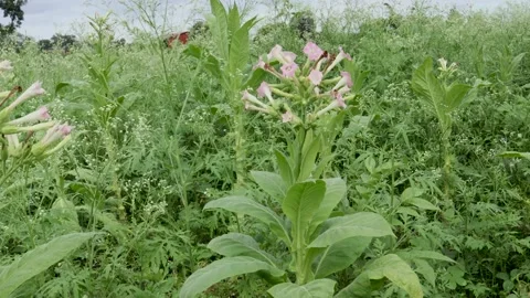 A Close up view of a Tabaco plant with flowers during Monsoon in India. Stock Footage 163938679