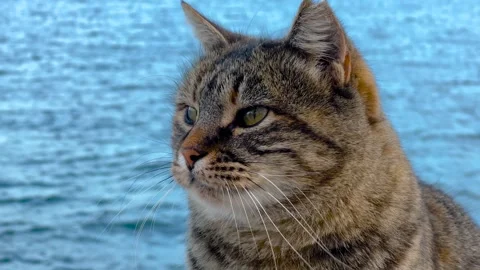 Close up view of tabby stray cat on waterfront in Istanbul Stock Footage 346487833
