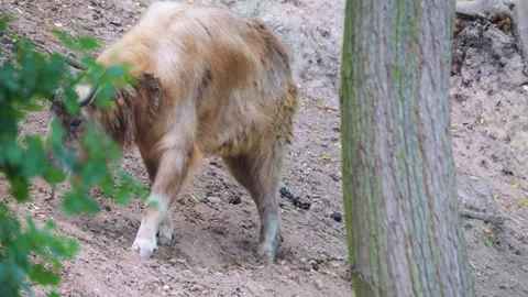 Close view of a takin mountain goat Stock Footage 253410044