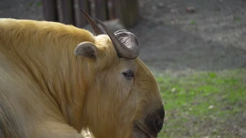 Close view of a takin mountain goat Stock Footage 271204398