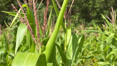 Close view of tall corn plants with wide green leaves rising from cultivated Stock Footage 329276919