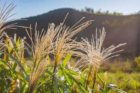 Close-up view of tall crops, possibly corn plants with white flowers or silks Stock Photos