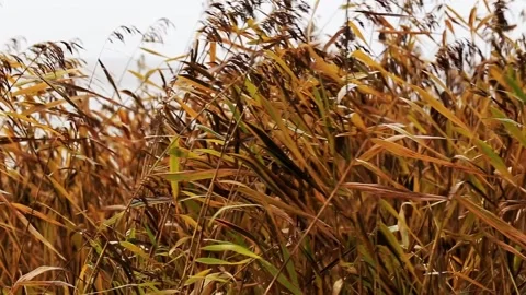 Close up view of tall golden brown reeds swaying gently in strong breeze on Stock Footage 328816613