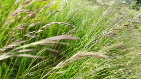 A close-up view of tall grass swaying gracefully Stock Footage 315213527
