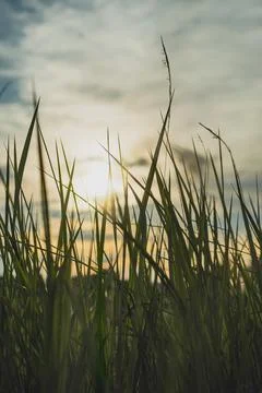 Close up view of tall grass under the sun light. Stock Photos