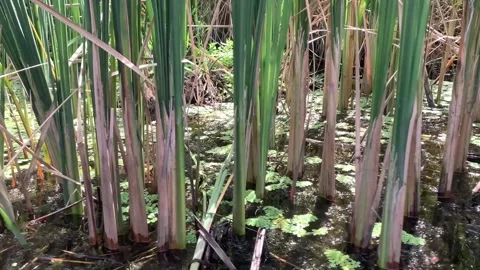 Close up view of tall green cattails growing in a calm swampy wetland during the Vidéo 346131841
