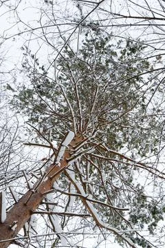 Close up view of a tall pine against a clear sky in winter Stock Photos