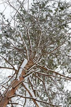Close up view of a tall pine against a clear sky in winter Stock-Fotos