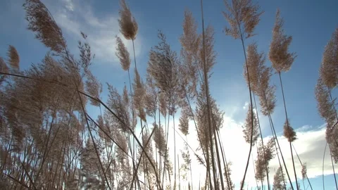 Close-up view of the tall reeds Stockbeeldmateriaal 329758648