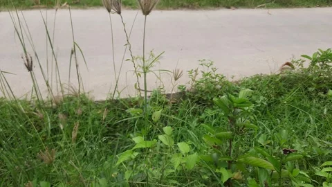 Close up view of tall, swaying grass taken from a high angle Video stock 294394585