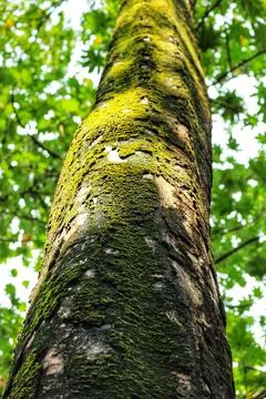 Close up view of a tall tree trunk covered in green moss with dappled sunligh Fotos de archivo