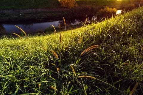 Close-up view of tall wild grass growing along a riverbank during golden hour Stock Photos