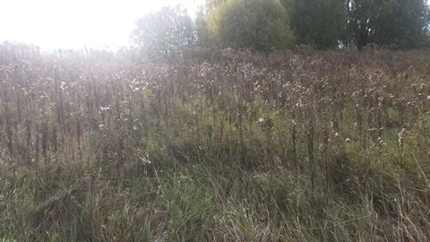 Close View Of Tall Wild Grasses Swaying Gently In Open Meadow Stock Footage 348029324