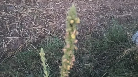 Close Up View of Tall Wild Mullein Plant with Yellow Flower Spike Foto stock