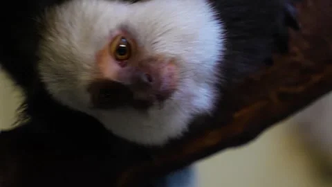 Close view of a Tamarin  Stock Footage 270628016